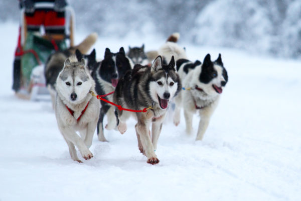queyras-chien-traineau