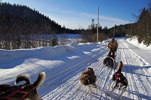 Chiens de traineaux à Saint Veran